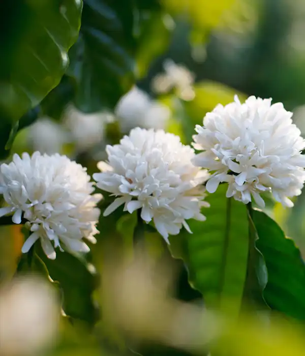 Coffee Flowering Stage